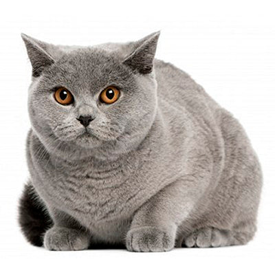 British shorthair